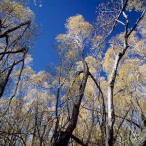 NZ Autumn Forest 1