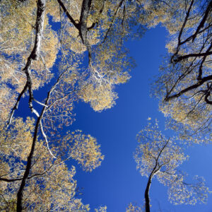 NZ Autumn Forest 2