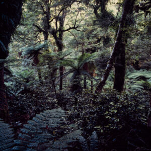 NZ Jungle 2