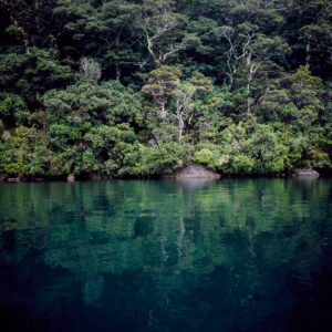 NZ Jungle 1